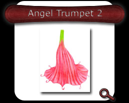 Buy Angel Trumpet 2 Note Card