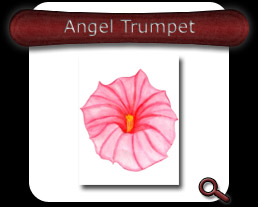 Buy Angel Trumpet Note Card