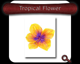 Buy Tropical Flower Note Card
